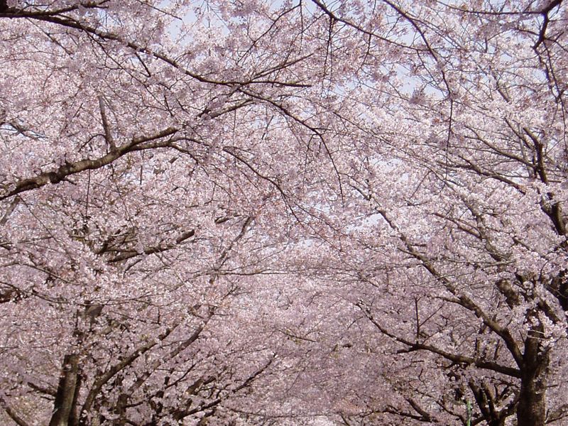 発表 桜 開花